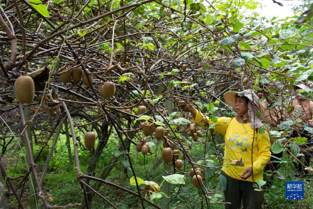 存10送38彩金白菜
